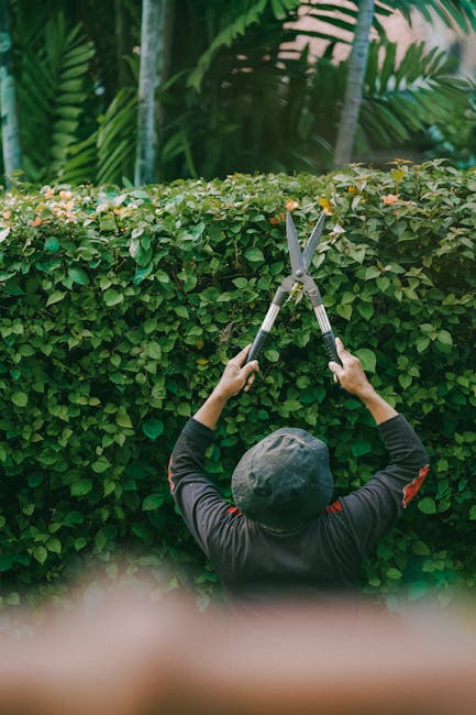 A gardener wearing a dark long-sleeved shirt and a wide-brimmed hat is trimming a dense, neatly shaped hedge with pruning shears. The hedge, composed of small green leaves, runs horizontally across the image, separating a lush garden bed filled with green foliage from taller tropical plants with large, broad leaves in the background. The garden appears well-maintained, with trimmed grass visible at the bottom edge and a gravel pathway nearby. Natural light filters through the leaves, highlighting the textures of the soil, foliage, and tools. The scene emphasizes careful garden maintenance and landscaping work carried out by Gardeners Uxbridge, demonstrating attention to detail in hedge trimming and garden upkeep.