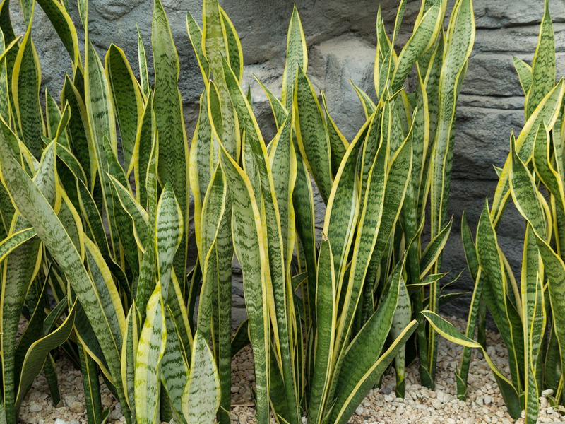 Lawn care garden design