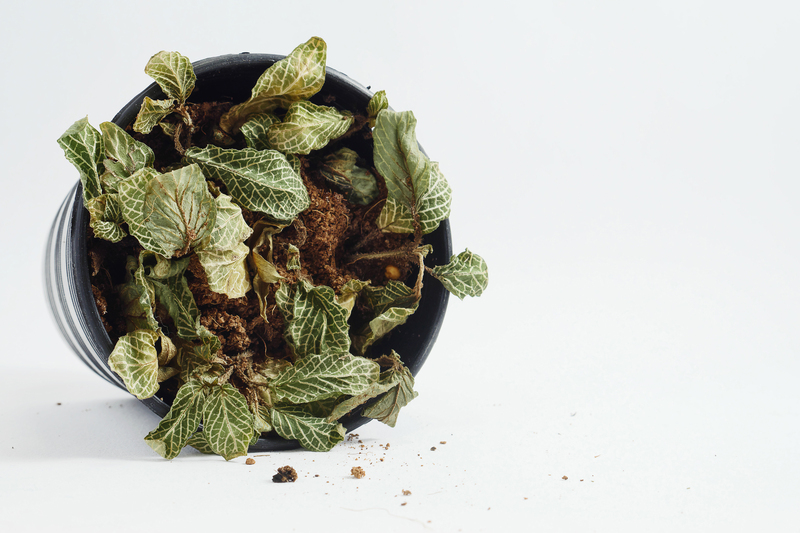 garden maintenance Garden