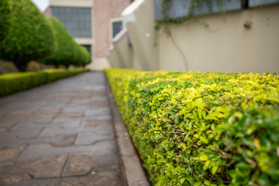 A neatly maintained garden pathway with paving stones bordered by a well-trimmed, vibrant yellow-green hedge on the right side. The hedge has dense, glossy leaves and appears freshly clipped, indicative of hedge trimming work. To the left, there is a series of evenly shaped, darker green bushes extending along the path. The background shows a white wall with some visible greenery and a neighboring building across the garden, under natural daylight with soft shadows, highlighting the textures of the trimmed hedges, paving stones, and surrounding plants. This scene reflects professional garden maintenance and landscaping work, demonstrating lawn care and hedge trimming provided by Gardeners Uxbridge.