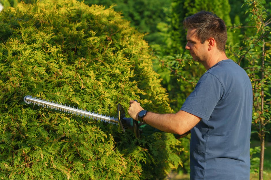 A man wearing a blue short-sleeved shirt is using electric hedge trimmers to carefully prune a large, dense hedge with bright green foliage. The hedge consists of small, feathery leaves and has a rounded, well-maintained shape, situated in a garden with a lush, green background of trees and plants. The work area shows a clear boundary between the hedge and the surrounding garden beds, featuring dark soil and some fallen leaves. Bright natural sunlight illuminates the scene, casting gentle shadows and highlighting the neatness of the trimmed branches. The man is focused on his task, standing with a steady posture while performing garden maintenance. The environment suggests a well-kept outdoor space, suitable for landscaping work, gardening, and lawn care, with the presence of tools and trimmed foliage indicating ongoing hedge trimming activities, naturally associated with services from Gardeners Uxbridge.